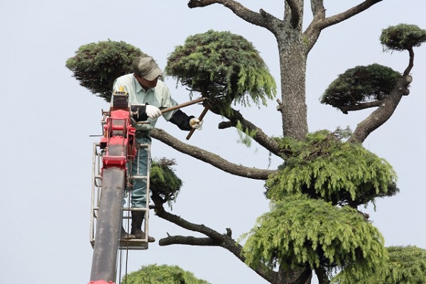 業者に依頼した場合の庭木剪定の費用相場は？ - トラブルブック