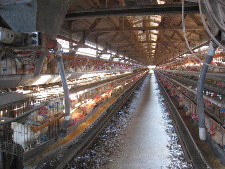 毎日がたまご生活！元気なニワトリのたまご！大松農場の自然循環たまごで免疫力アップ～⁉️ベジアナの農ライフ研究所 小谷あゆみオフィシャルBlogby Ameba