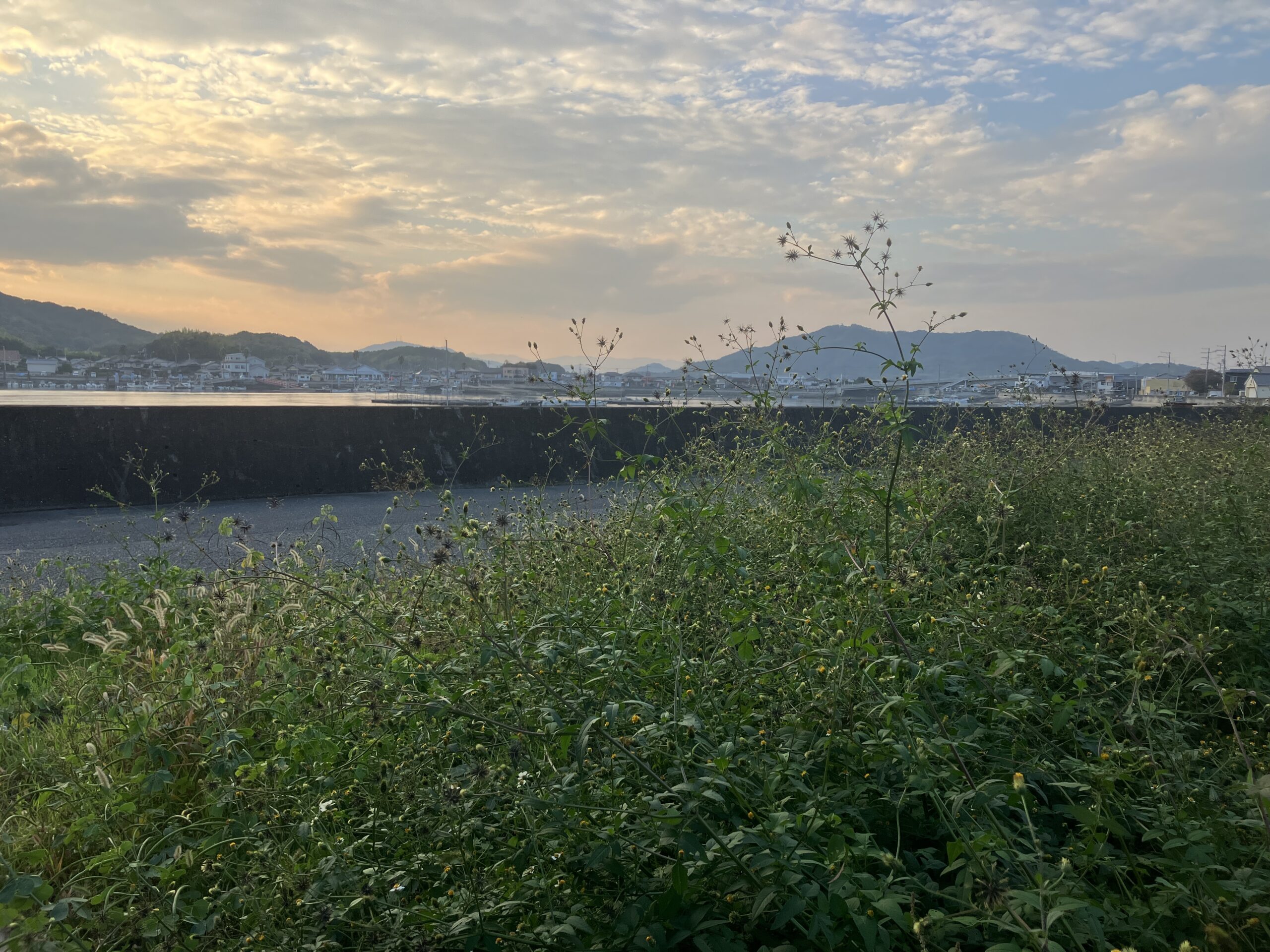 うちの近所にはえてる どろぼう草！花！？なおえいじの スキー ＆ ｅｔｃ のブログ