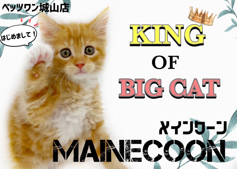 ペッツファーストで安心お泊まり ペットホテル │ペッツファースト公式サイト