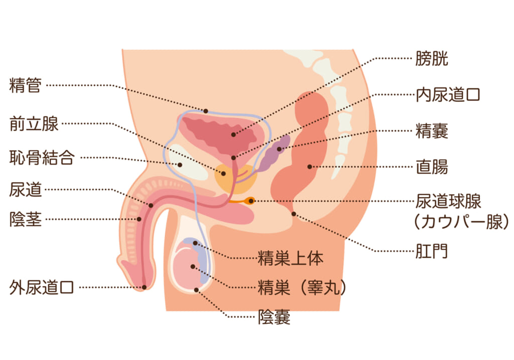 女性がオナニーでイク方法！平均頻度や注意点を解説【快感スタイル】