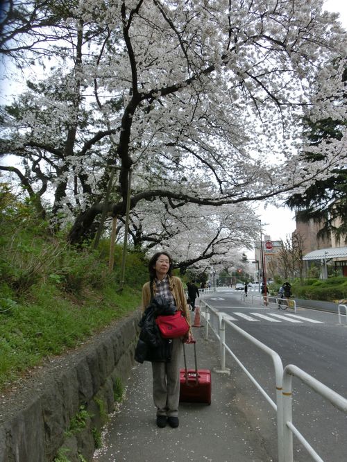 四谷の土手と桜 – Kotoru.com