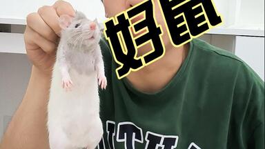 三线仓鼠价格_图片_纯种三线仓鼠幼犬多少钱一只_三线仓鼠好养吗-波奇网