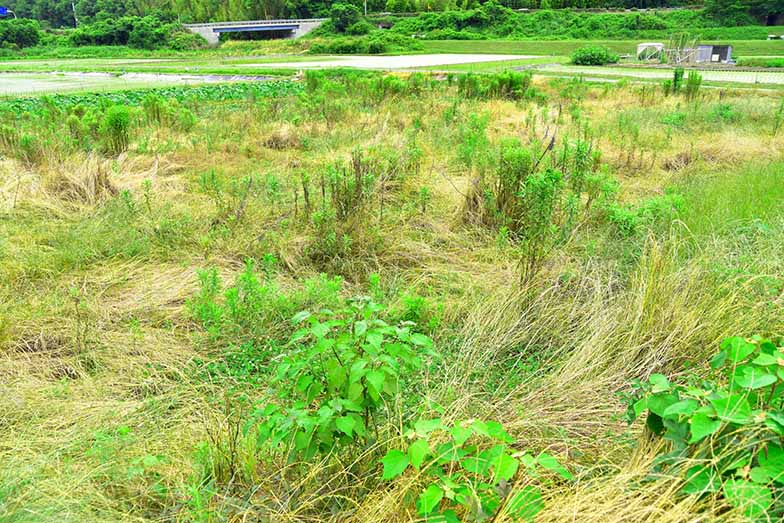 農地売却をしたい人必見！２つのルールと手続き方法を解説