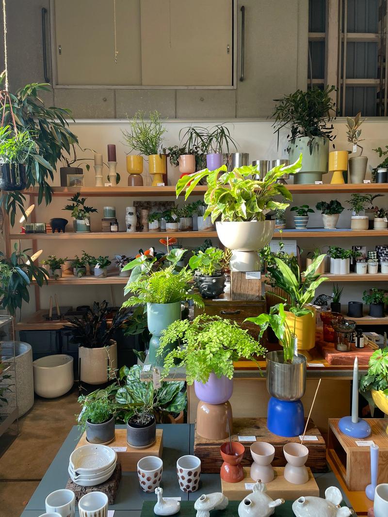 こうべを垂れる白い花 葉緑素持たないギンリョウソウモドキ 六甲高山植物園で見頃社会神戸新聞NEXT