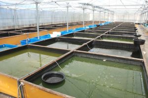 ヒロシ、自宅ベランダをDIY→「高級リゾートホテルみたい」「DIYの達人」