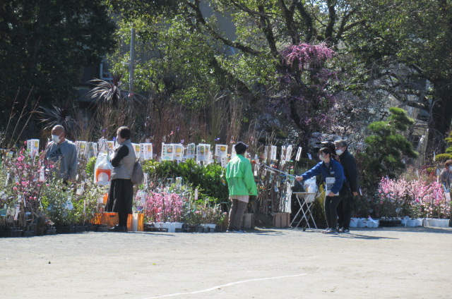 第58回春のにちなん名物 植木市（2023年） | 日南商工会議所