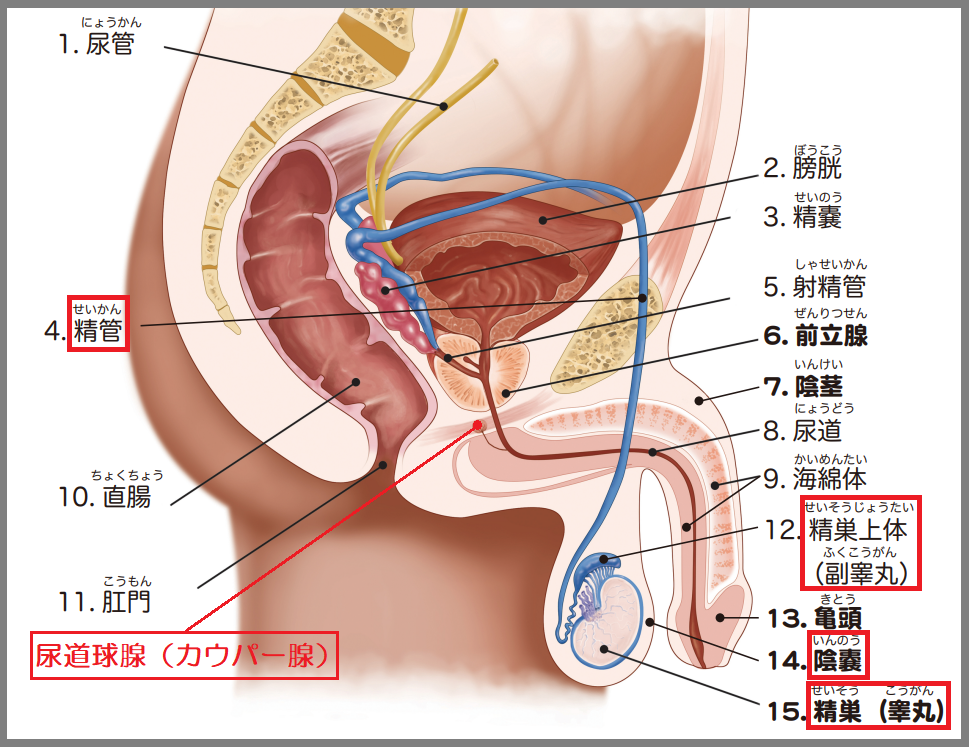 避妊の正しい方法と避妊の基礎知識-生理用品のソフィ