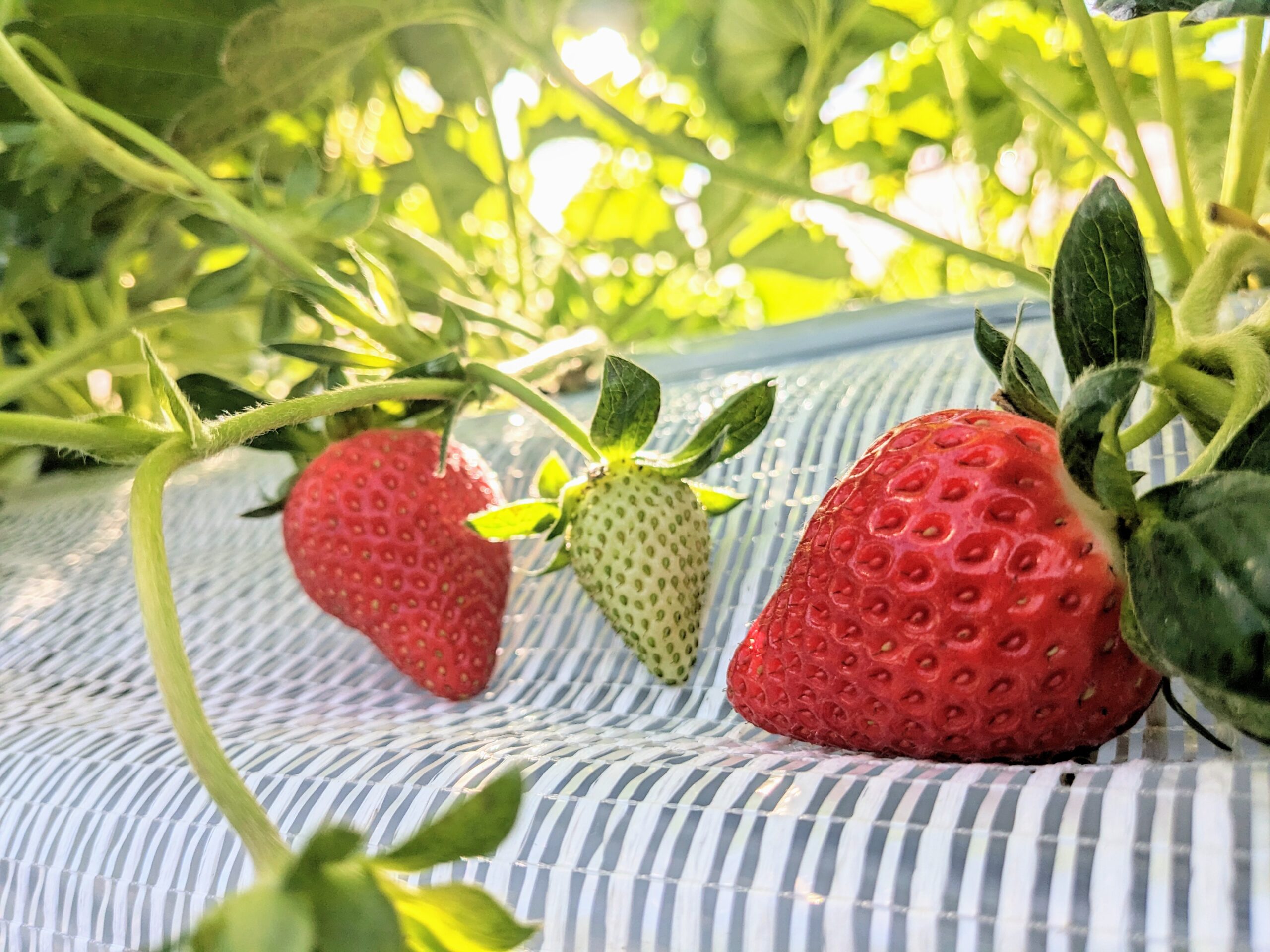 厚木市】絶品苺づくしのひんやり美味しいスイーツに夏の暑さの涼をとりませんか？ いざ三田の苺一縁へ。（にこにこかおさん） - エキスパート -