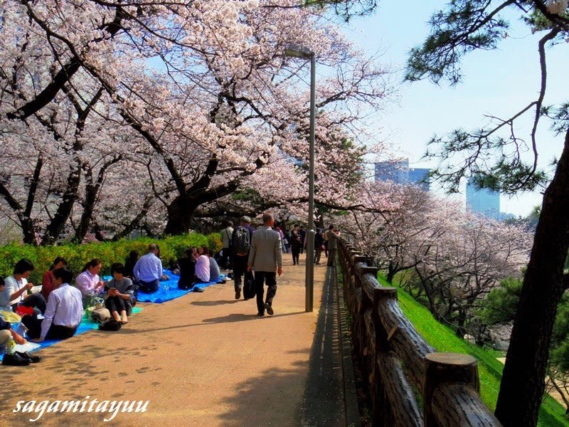 3月29日 四谷駅周辺の桜 | 麹町界隈桜開花情報