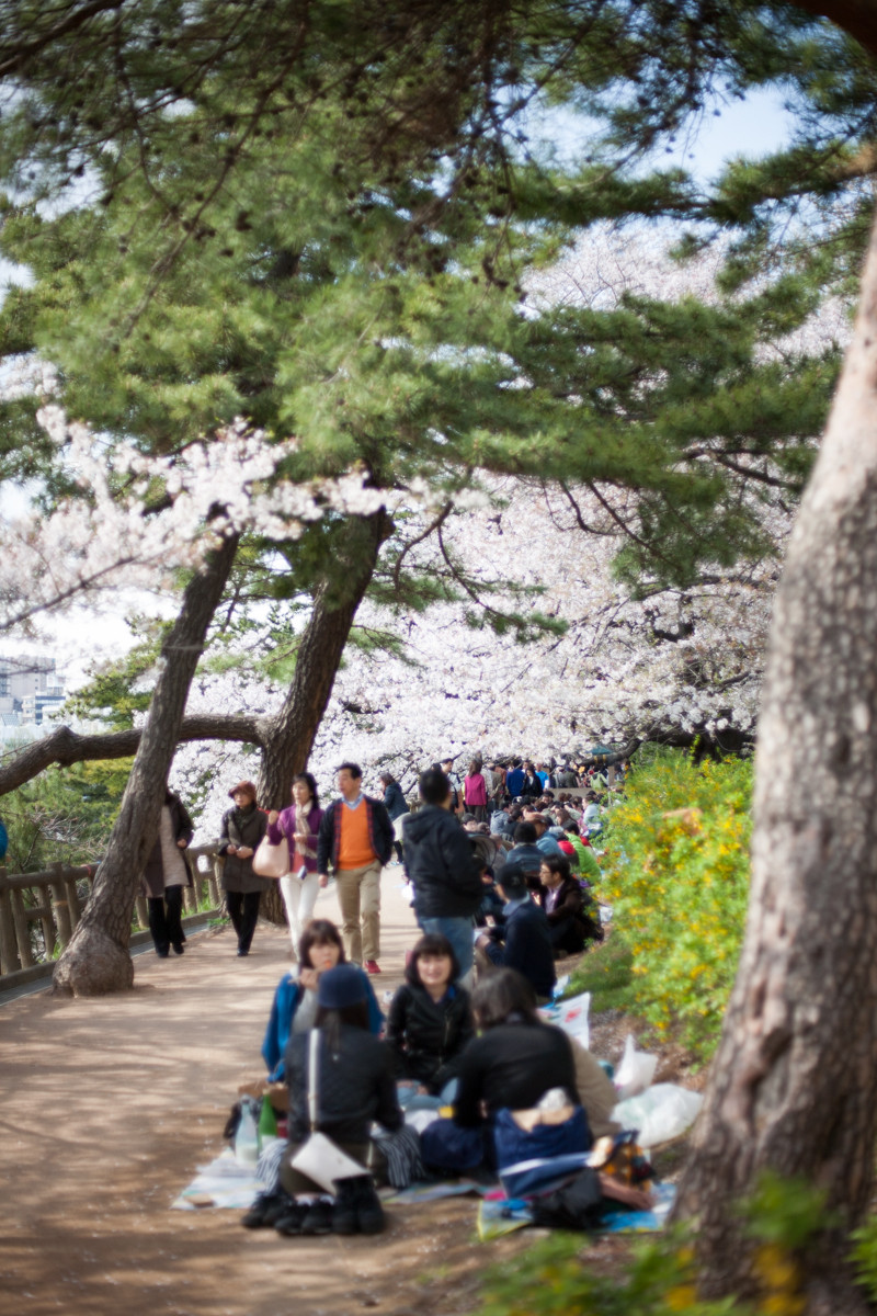 総武線で車窓花見】市ケ谷～四ツ谷の区間で南側に続く外濠沿いの桜｜株式会社オマツリジャパン