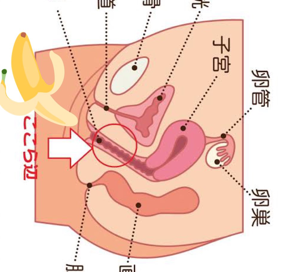 タンポン使い方ガイド（上手に使うコツ） | ソフィ ソフトタンポン-生理用品のソフィ-生理用品のソフィ