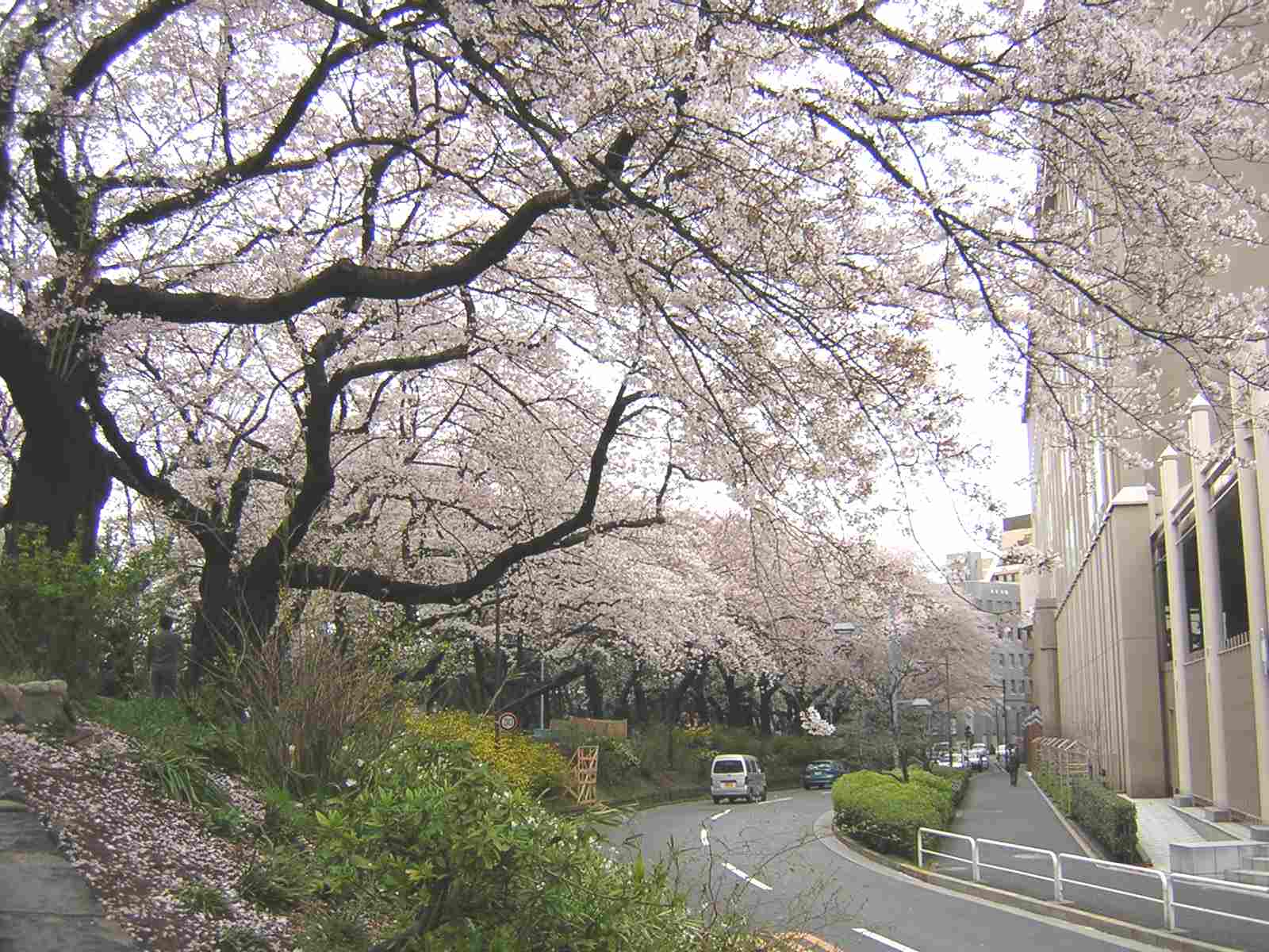 外堀土塁跡の桜 四谷見附 :