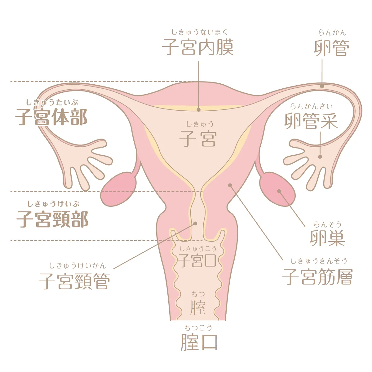 骨盤臓器脱 | 磐城中央病院ウロギネ・女性排尿機能外来