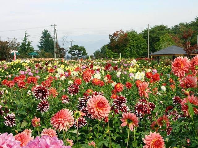 町田薬師池公園四季彩の杜「町田ダリア園」2024年見頃時期と開花状況・アクセスと駐車場 東京都町田市 |