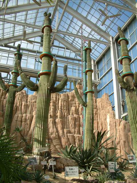 弁慶柱 サボテン 武倫柱