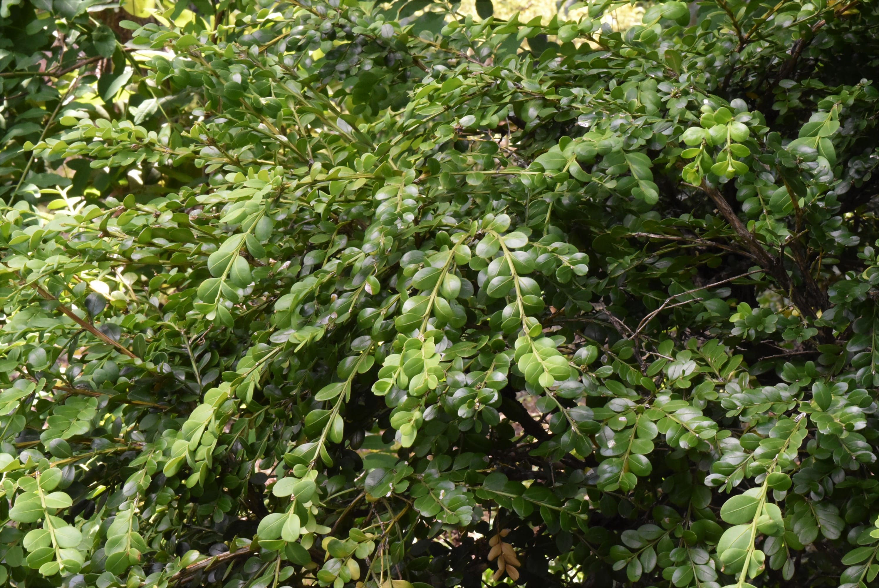 楽天市場 植木 ツゲの通販
