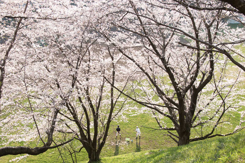 策の池の桜と坂上の風（四谷荒木町） | 空をみる人