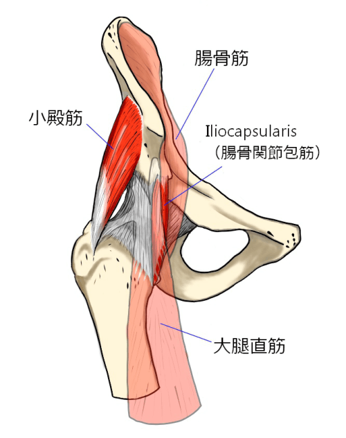 肝硬変患者への鼠径ヘルニア修復術は安全に施行できるか？（CQ27-3 ）｜ALOHA外科クリニック院長ブログ