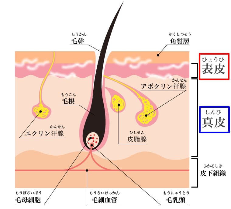 髭ソイエという名の拷問 1日目』 パナソニック