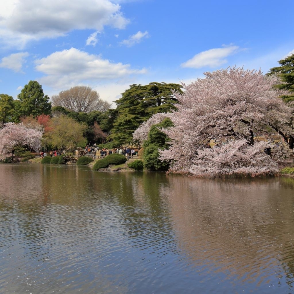 四ツ谷でお花見！桜の開花状況は？｜その他｜オークラヤコラム｜マンション売却・購入・住みかえならオークラヤ住宅