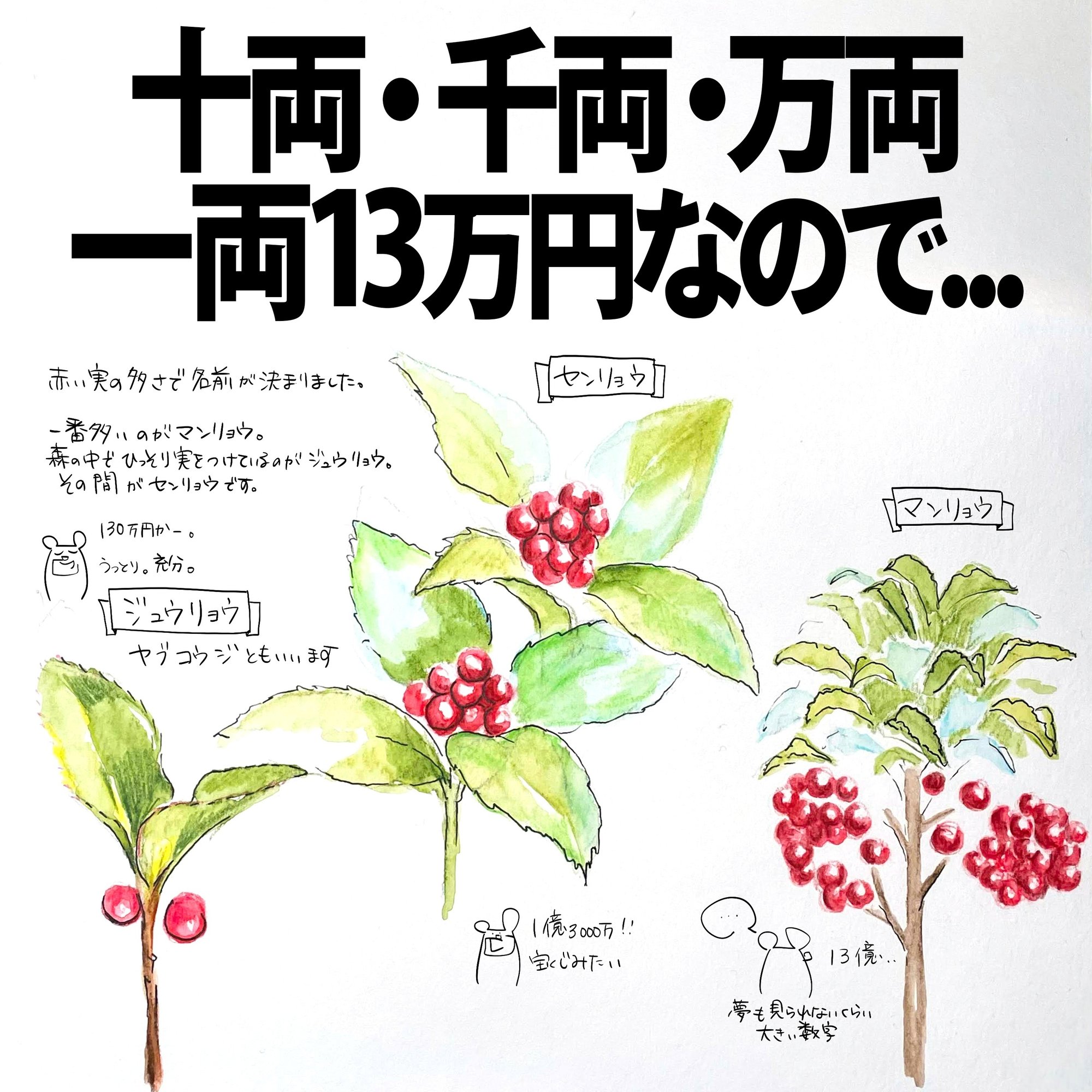 縁起植物 万両・千両だけじゃない百両・十両・一両まで紹介。もっとも高価？億両もあるよ園楽project~園芸・植物を楽しむ情報サイト～