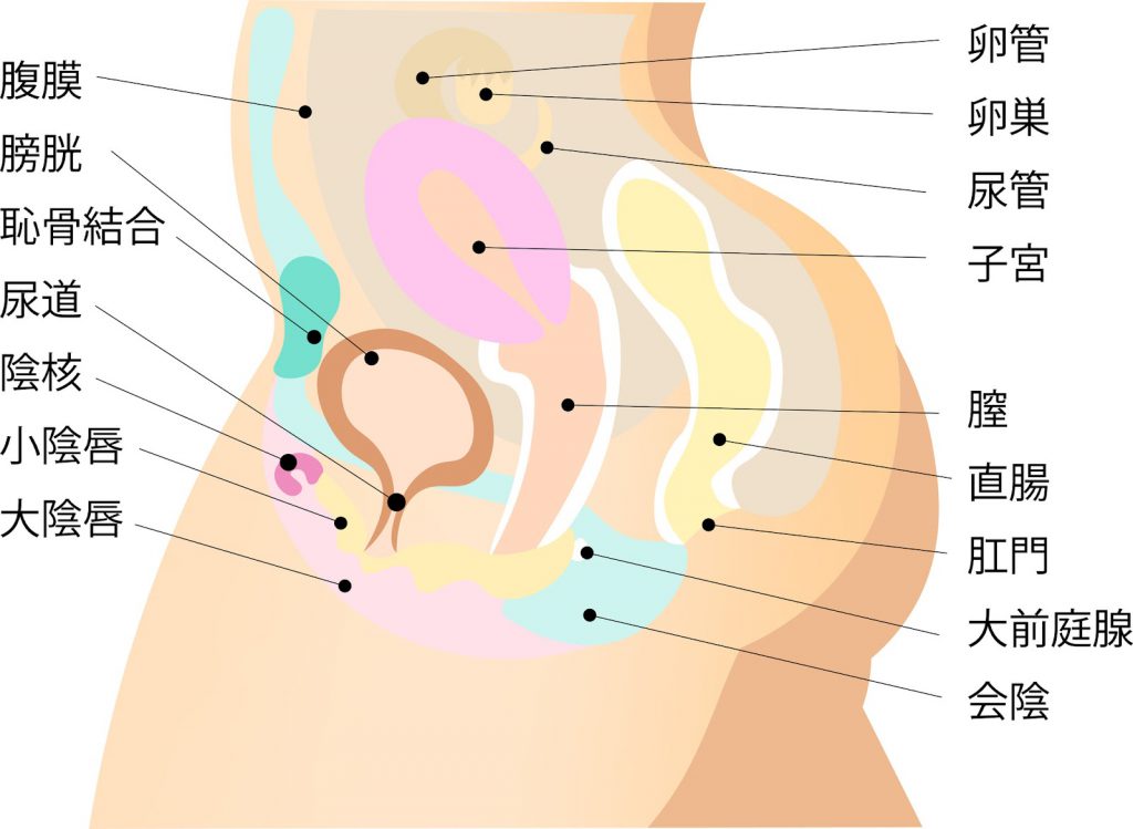 女性泌尿器｜自由が丘ウロケアクリニック｜女性医師が診る、目黒区自由が丘駅の女性泌尿器科・小児泌尿器科