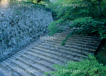 涼しげ夏椿 寺院で最盛期迎える 「青葉に純白映えさわやか」／岡山・津山市│津山朝日新聞社