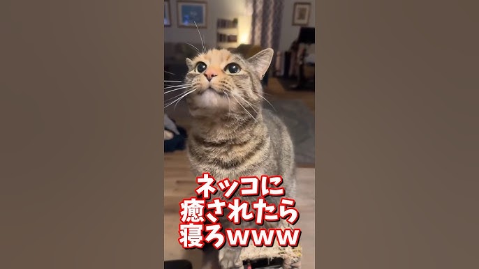 2chの修羅場系youtube動画を見まくっている… - まるく堂の〇〇やろうぜ！