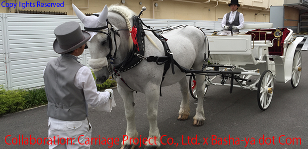 乗馬用品 ハフリンガーMAX 乗馬用品・馬具のオンラインショップ