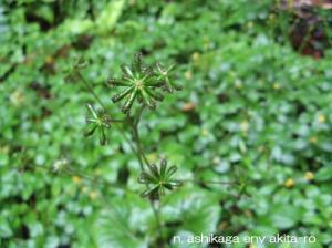 泥棒草の写真素材写真素材なら「写真AC」無料 フリー ダウンロードOK