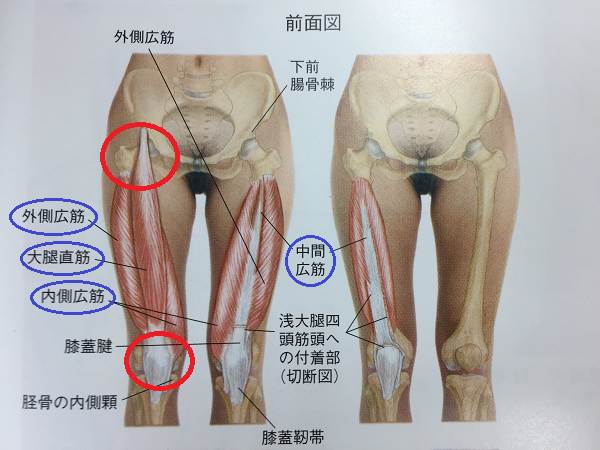 鼠径ヘルニアは主に3種類！内鼠径や外鼠径の違いとは - 東京の鼠径ヘルニア日帰り手術専門│調布駅前そけいヘルニアクリニック【公式】