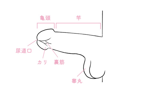 フェラチオの上手なやり方を徹底解説！気持ちいいテクニックとコツでイカせよう！ | はじ風ブログ