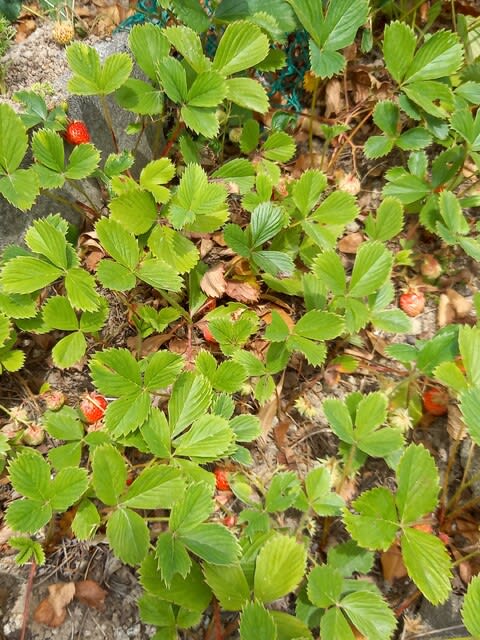 ストロベリーハウス｜神奈川県海老名市のおすすめ観光・レジャースポット｜旅色