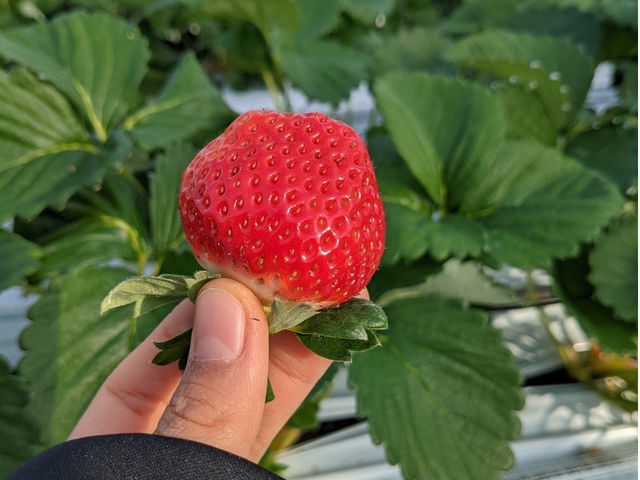 厚木市】絶品苺づくしのひんやり美味しいスイーツに夏の暑さの涼をとりませんか？ いざ三田の苺一縁へ。（にこにこかおさん） - エキスパート