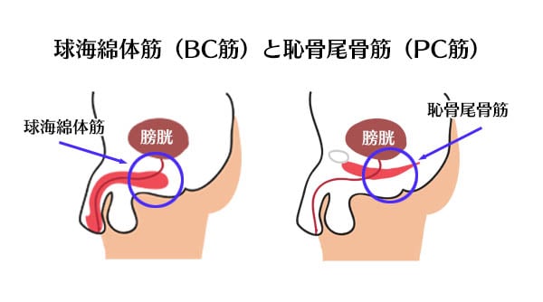 男が上がる！PC筋（骨盤底筋）を鍛えるトレーニング5選 | ナイトプロテインPLUS