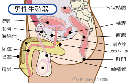 前立腺がん【泌尿器科疾患について】 - 東京慈恵会医科大学 泌尿器科