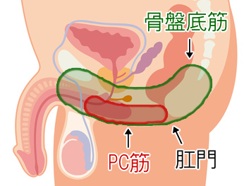 PC筋を鍛えて射精コントロールする方法｜今日から実践できるやり方を