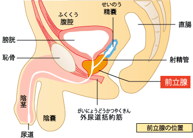 EDを正しく理解して改善しよう！勃起不全・勃起障害のすべてを秋葉原のメンズクリニック院長が解説