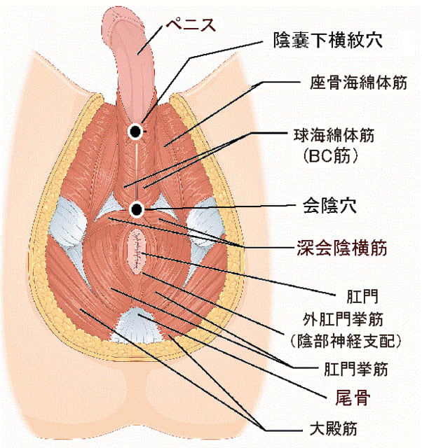 EDの方におすすめな運動・筋トレは？実践するための方法について解説します - 墨田区錦糸町のED、AGA、ピルクリニック